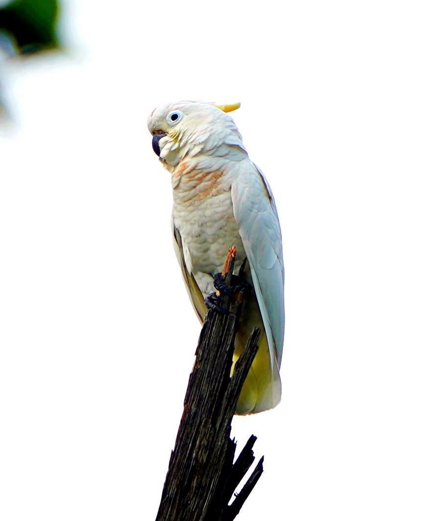 Sulphur-crested Cockatoo Photo by Steven Cheong