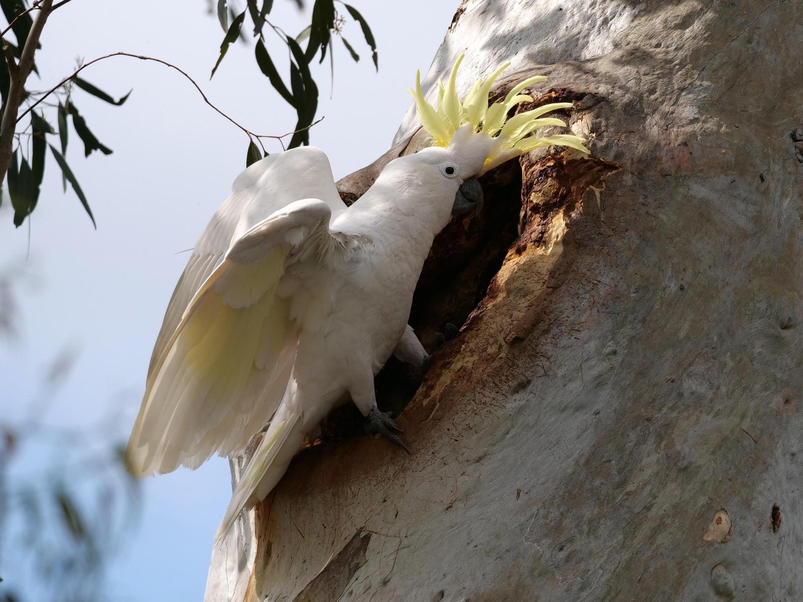 Sulphur-crested Cockatoo Photo by Peter Lowe