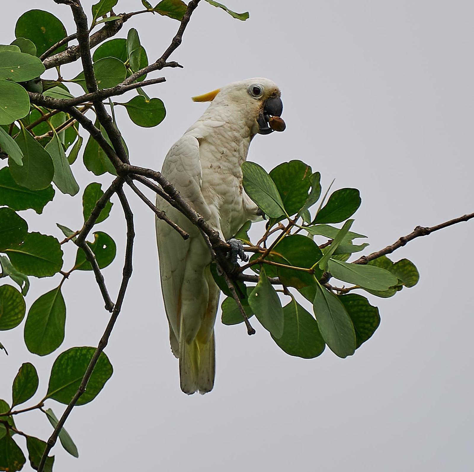 Sulphur-crested Cockatoo Photo by Steven Cheong