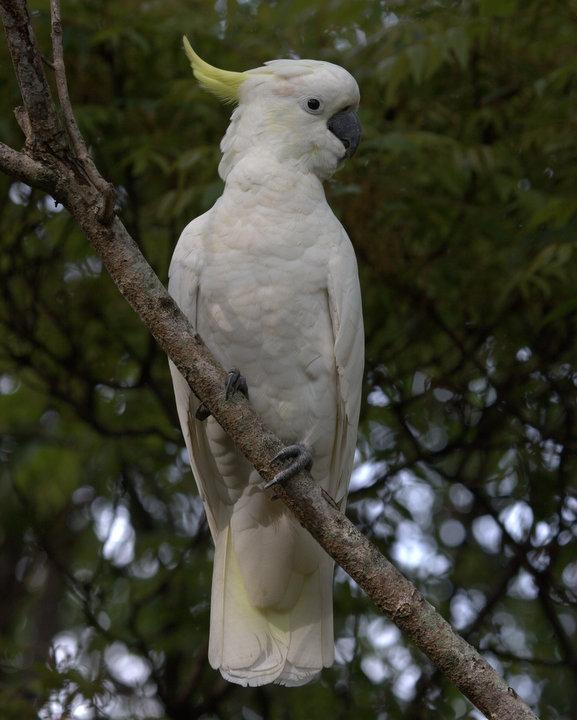 Sulphur-crested Cockatoo Photo by Mat Gilfedder