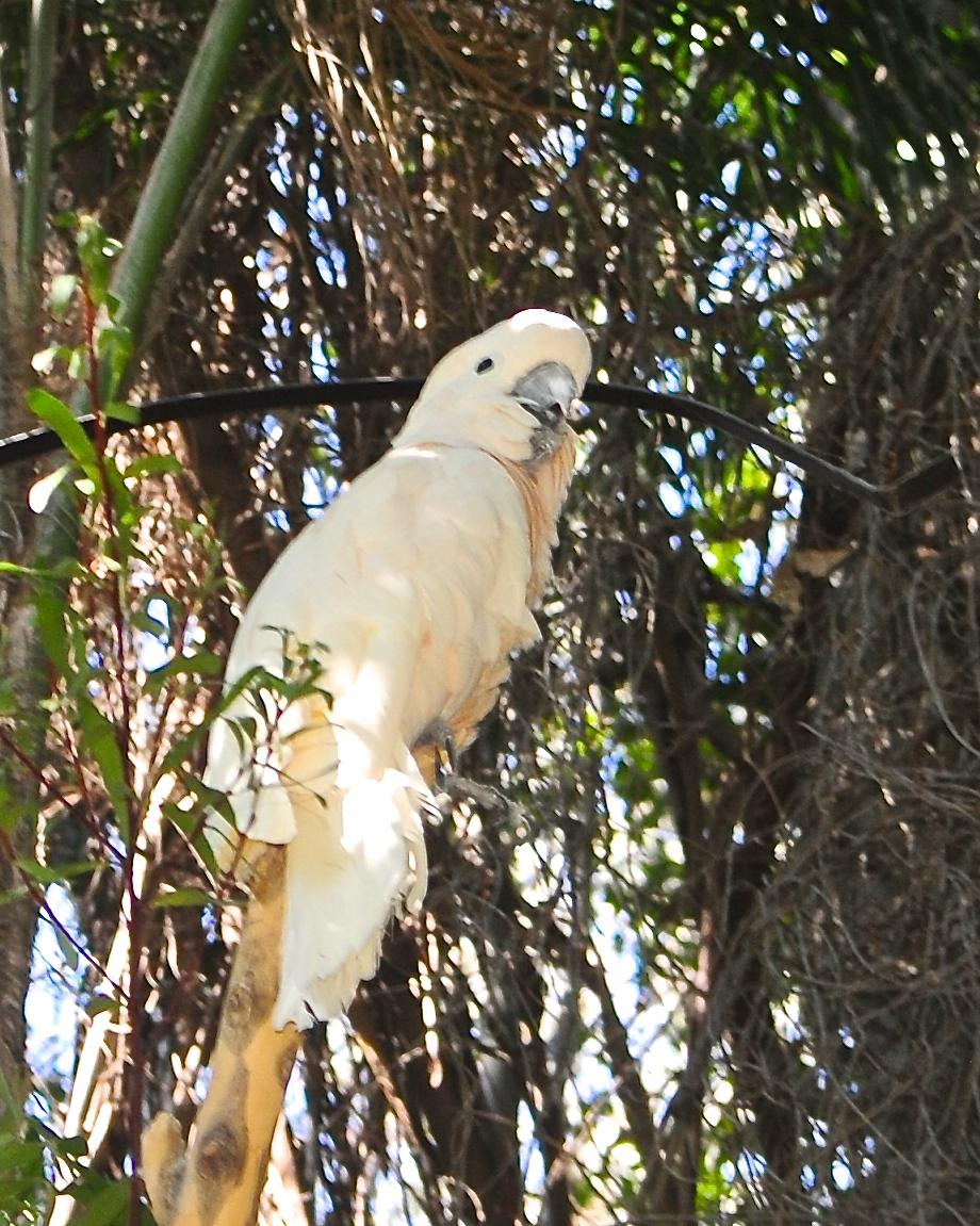 White Cockatoo Photo by Gerald Friesen
