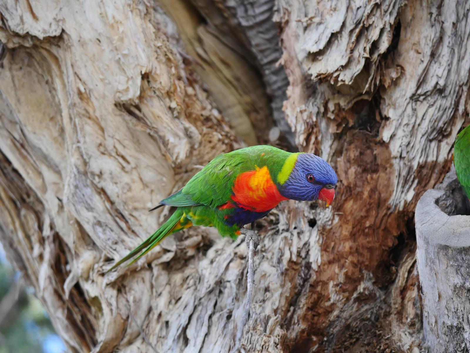 rainbow lorikeet sp. Photo by Peter Lowe