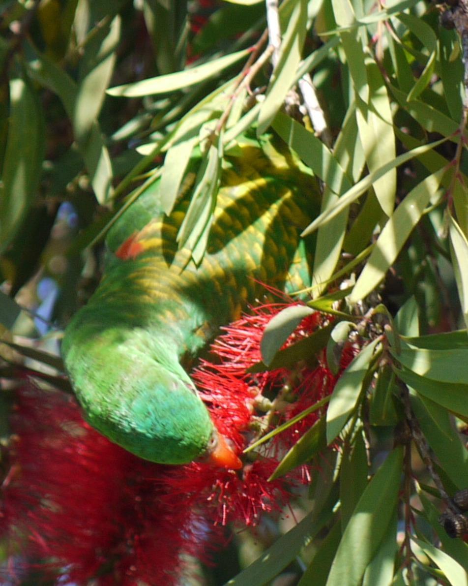 Scaly-breasted Lorikeet Photo by Peter Lowe