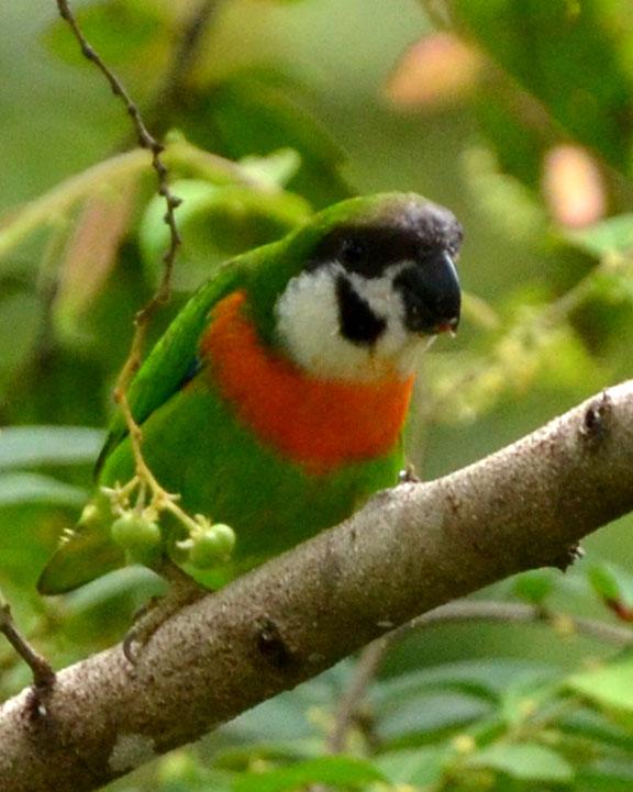 Orange-breasted Fig-Parrot Photo by Lizabeth Southworth