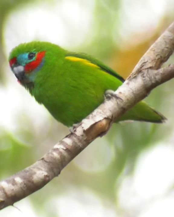 Double-eyed Fig-Parrot Photo by Mat Gilfedder