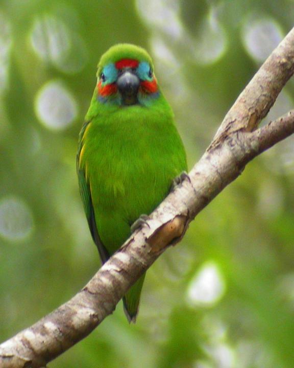 Double-eyed Fig-Parrot Photo by Mat Gilfedder