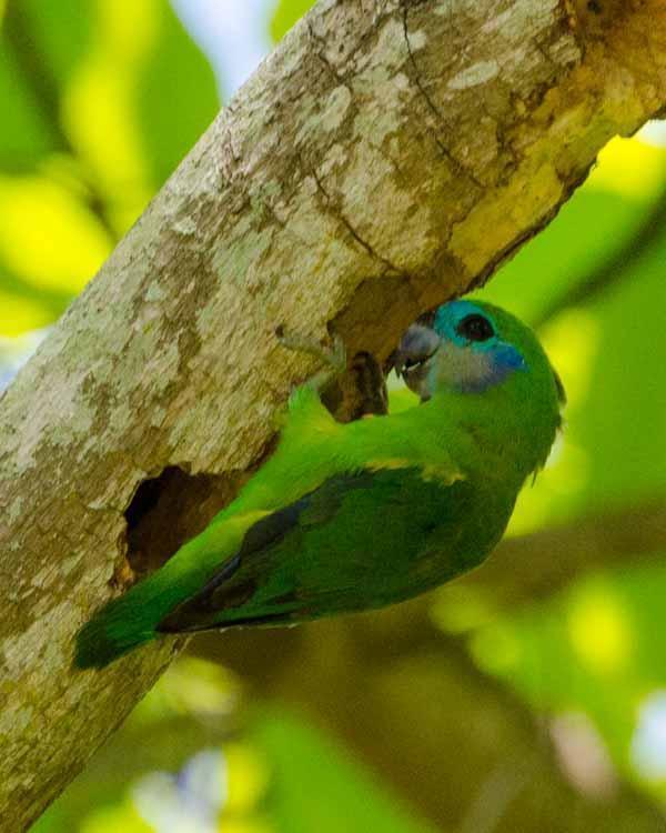 Double-eyed Fig-Parrot Photo by Bob Hasenick