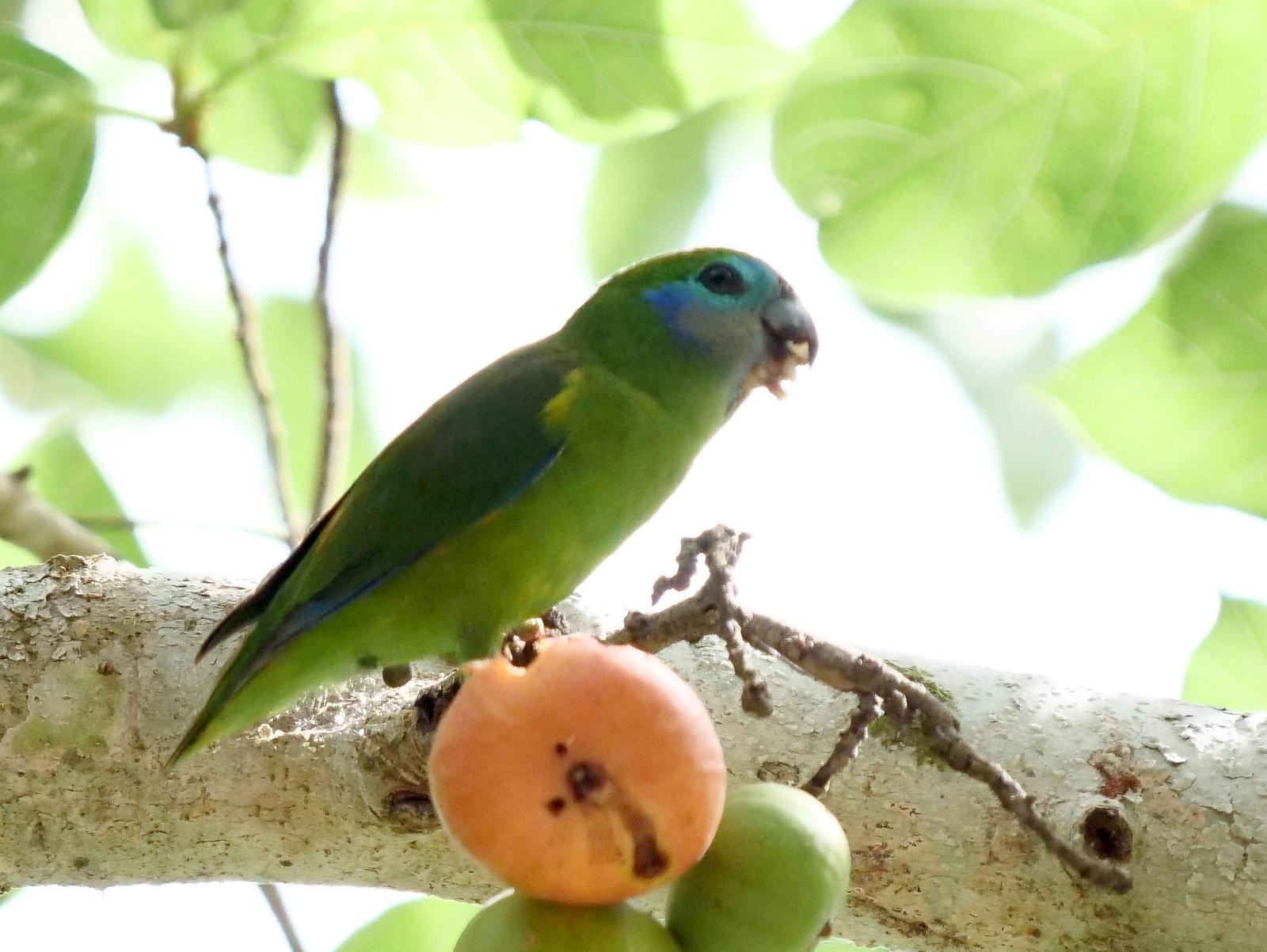 Double-eyed Fig-Parrot Photo by Peter Lowe