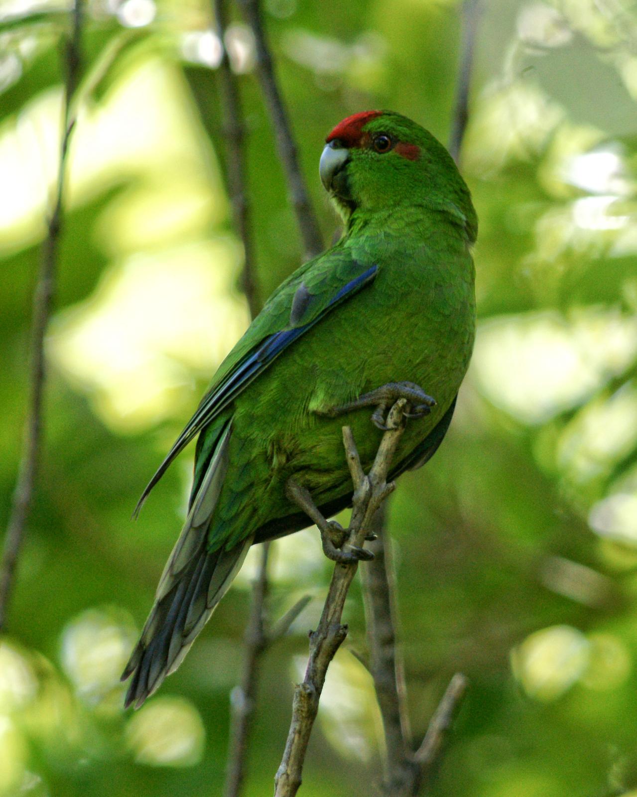 Red-crowned Parakeet Photo by Steve Percival