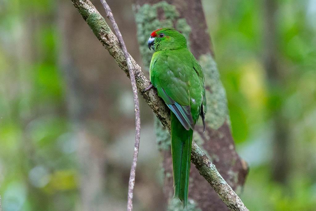 Norfolk Island Parakeet Photo by Jun MATSUI