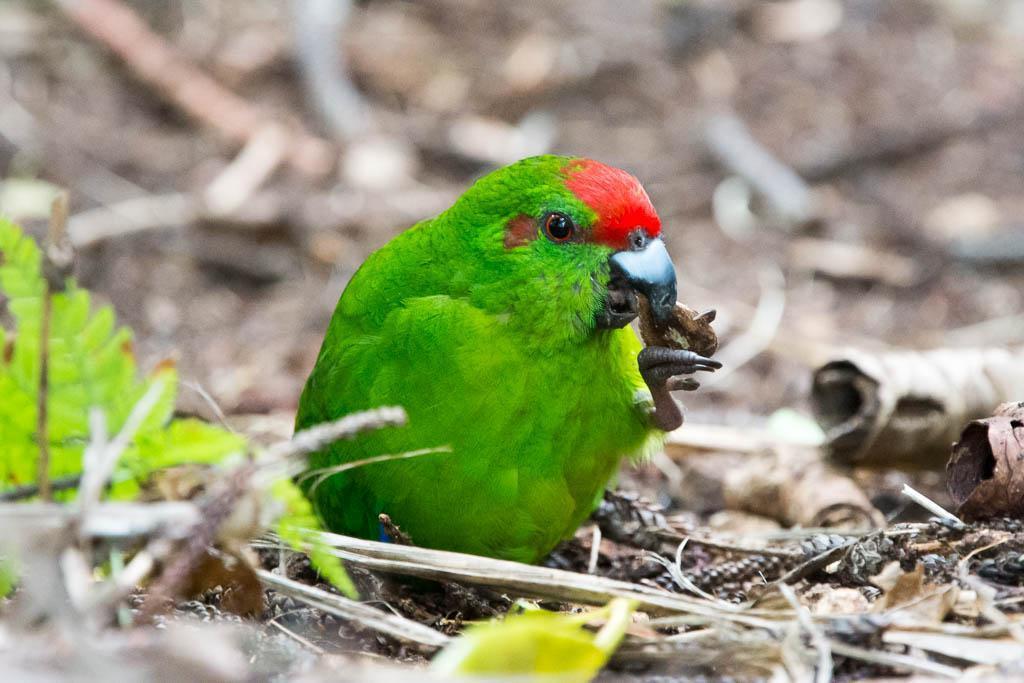Norfolk Island Parakeet Photo by Jun MATSUI