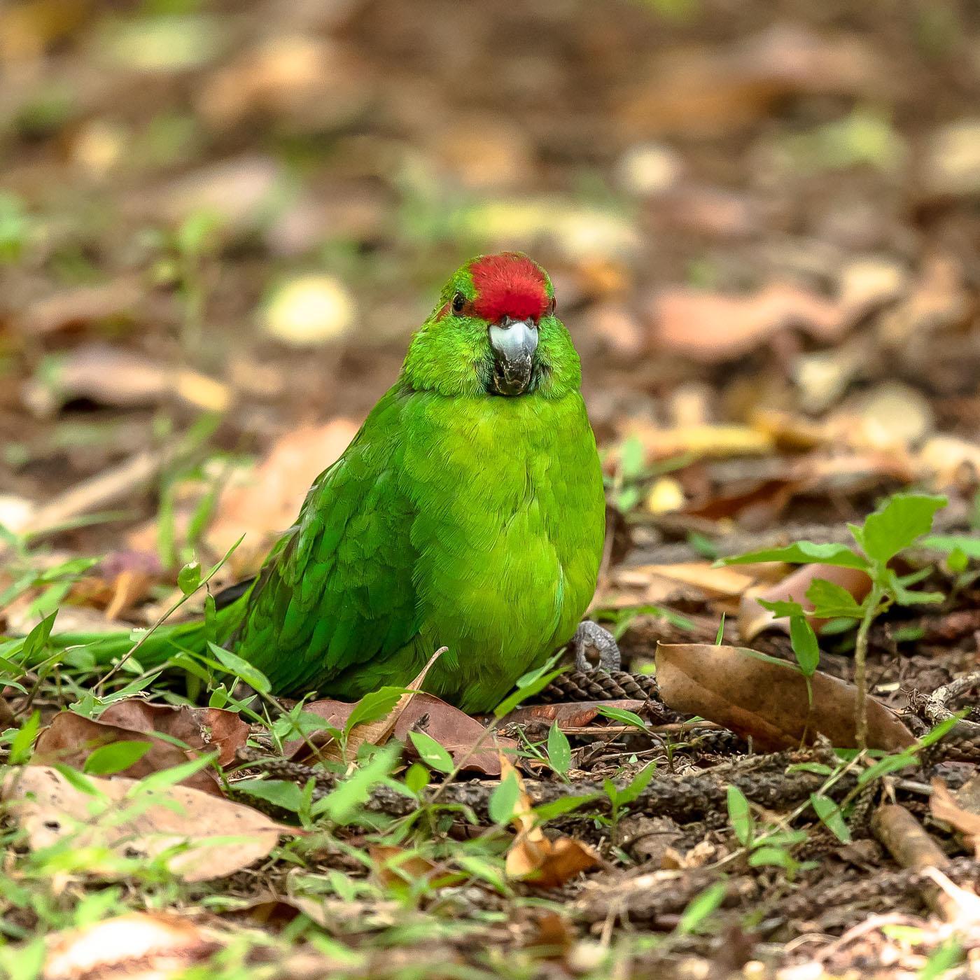 Norfolk Island Parakeet Photo by Roger Williams