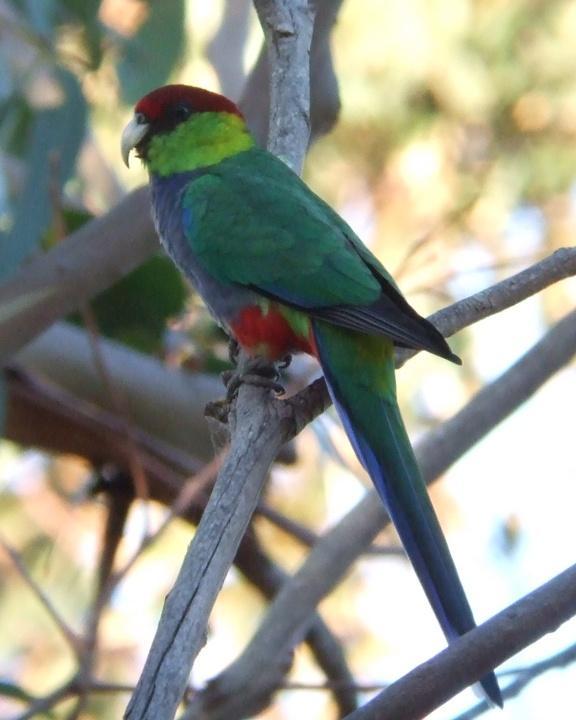Red-capped Parrot Photo by Mat Gilfedder
