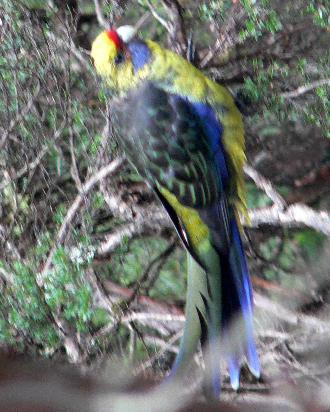 Green Rosella Photo by Peter Lowe