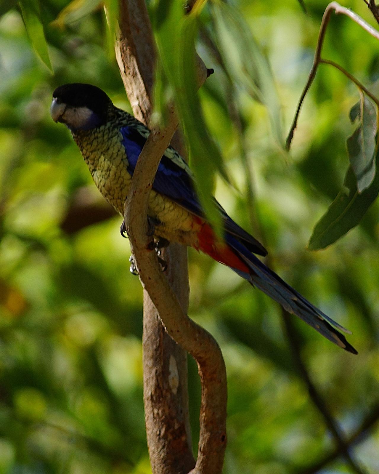 Northern Rosella Photo by Steve Percival