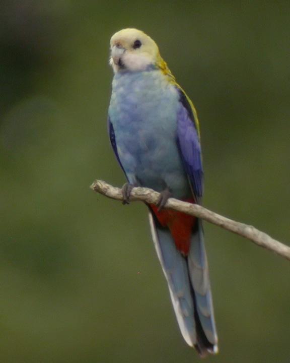 Pale-headed Rosella Photo by Mat Gilfedder