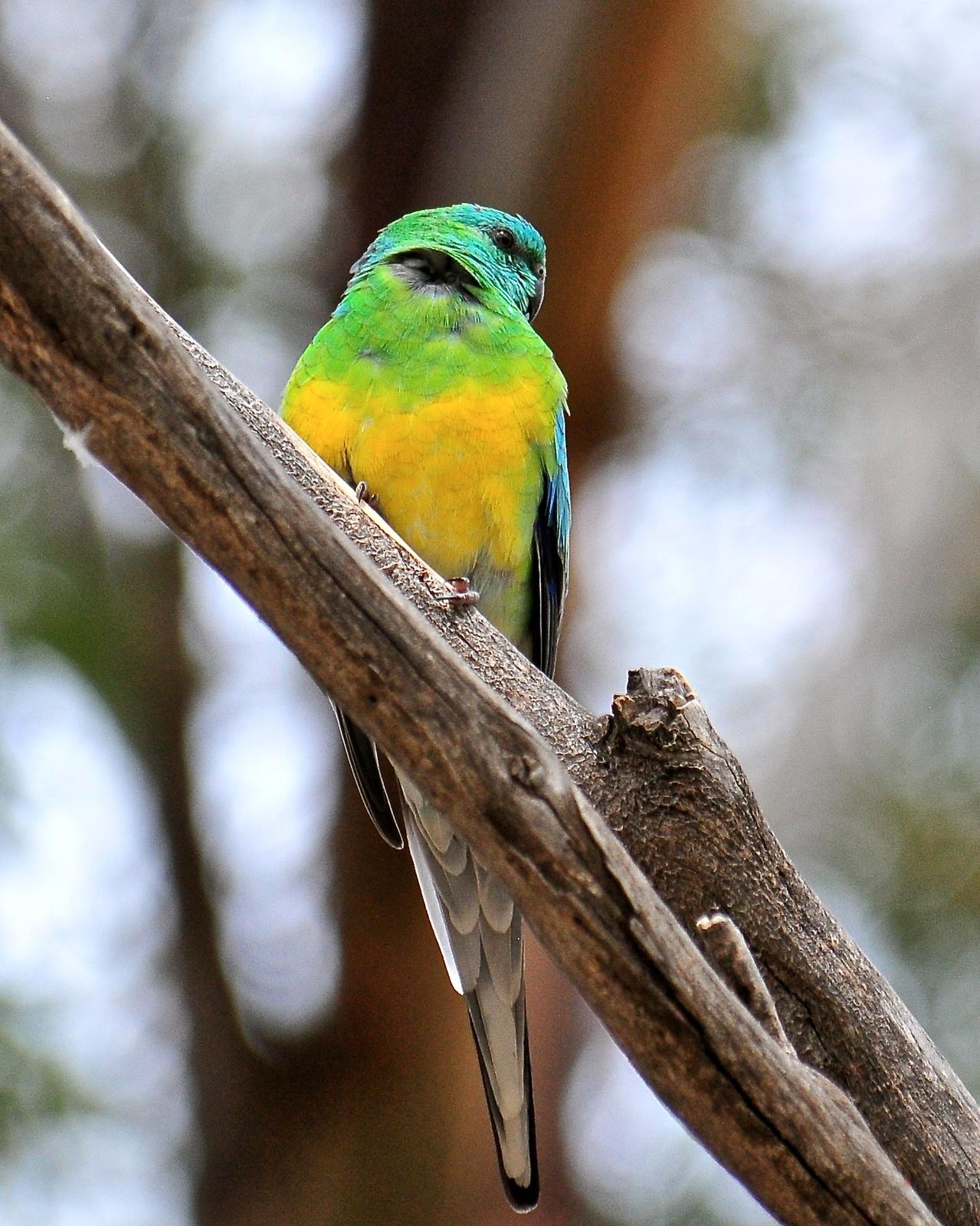 Red-rumped Parrot Photo by Gerald Friesen