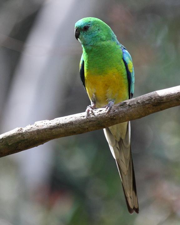 Red-rumped Parrot Photo by Robert Lewis