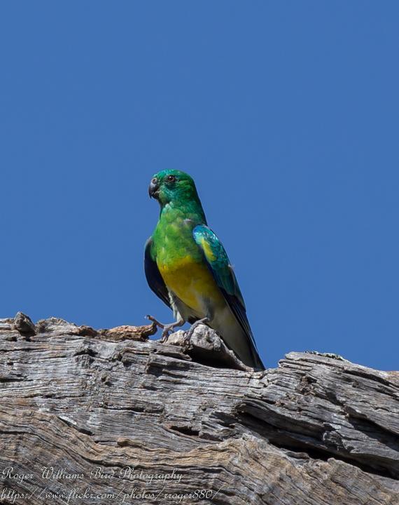 Red-rumped Parrot Photo by Roger Williams