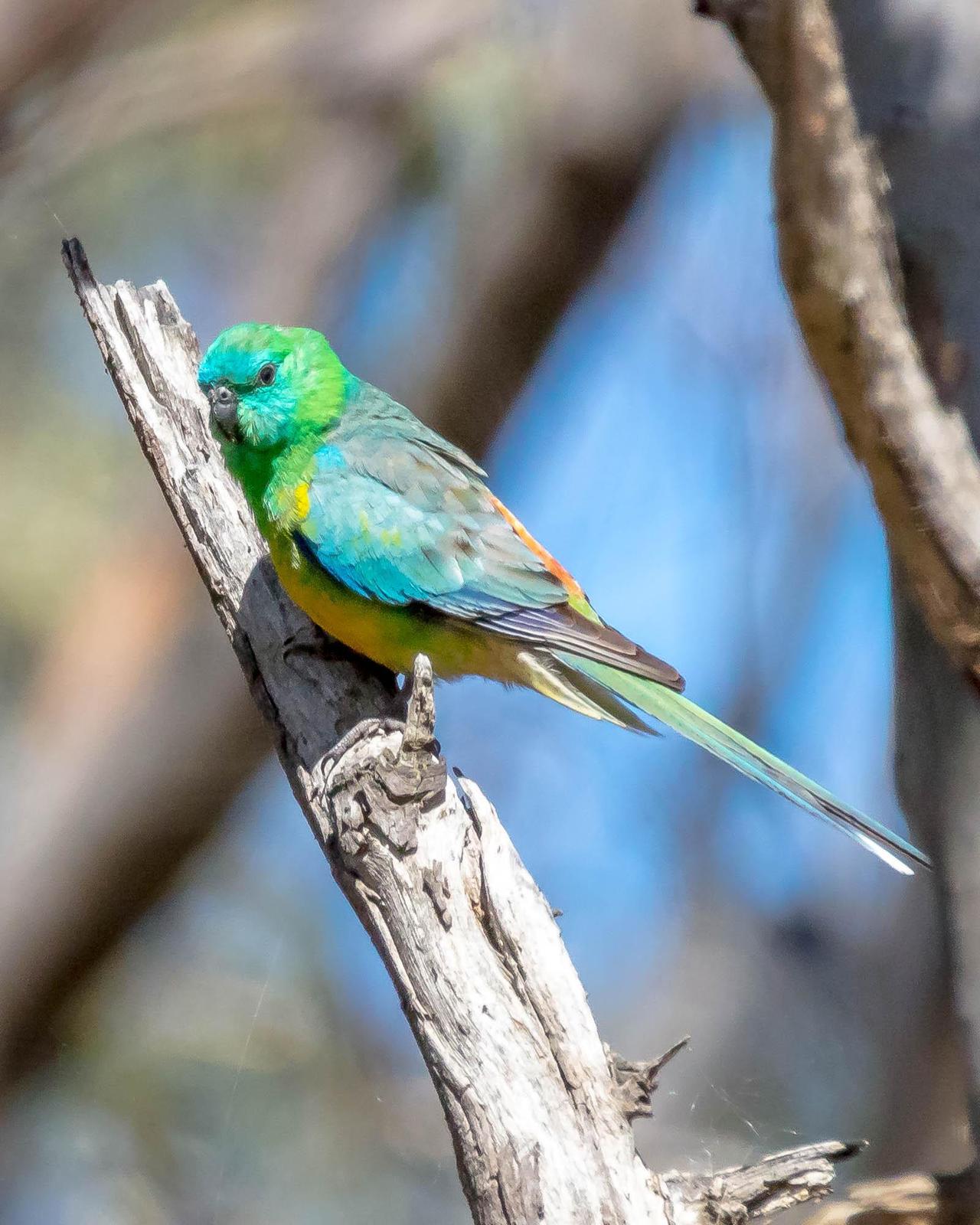 Red-rumped Parrot Photo by Denis Rivard