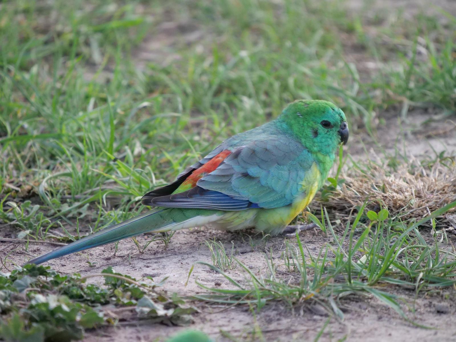 Red-rumped Parrot Photo by Peter Lowe