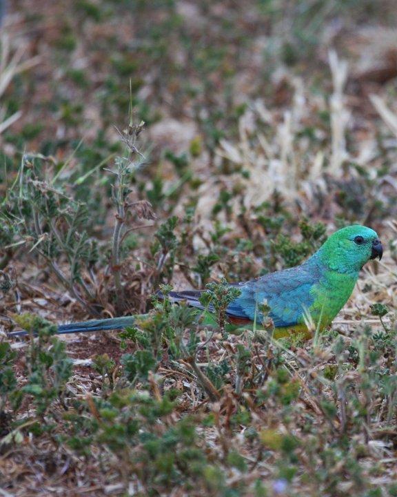 Red-rumped Parrot Photo by Mat Gilfedder