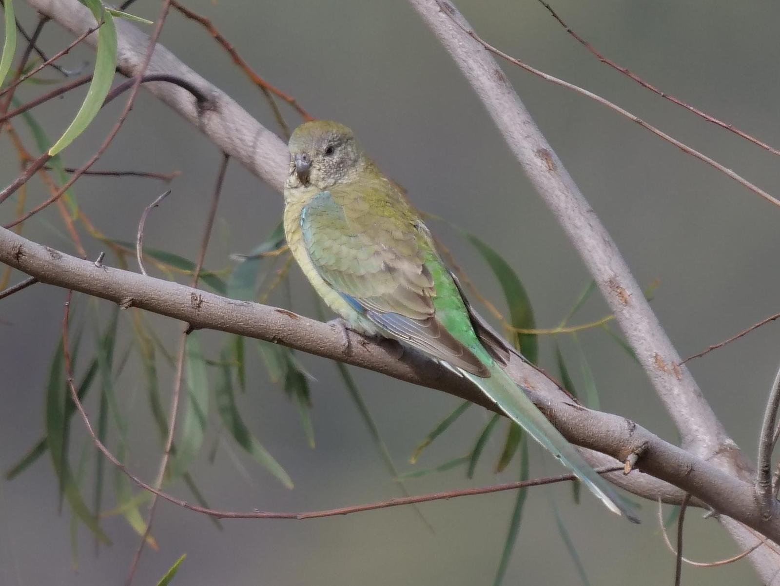 Red-rumped Parrot Photo by Peter Lowe