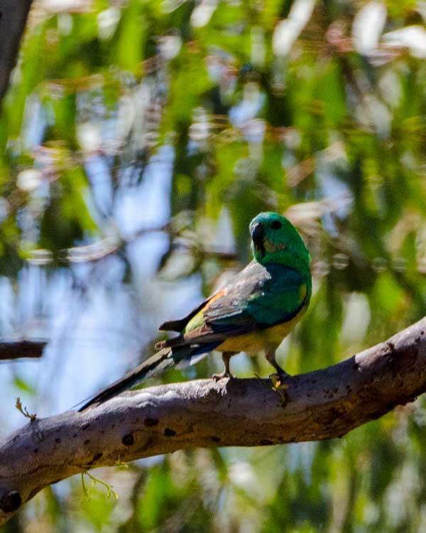 Red-rumped Parrot Photo by Bob Hasenick