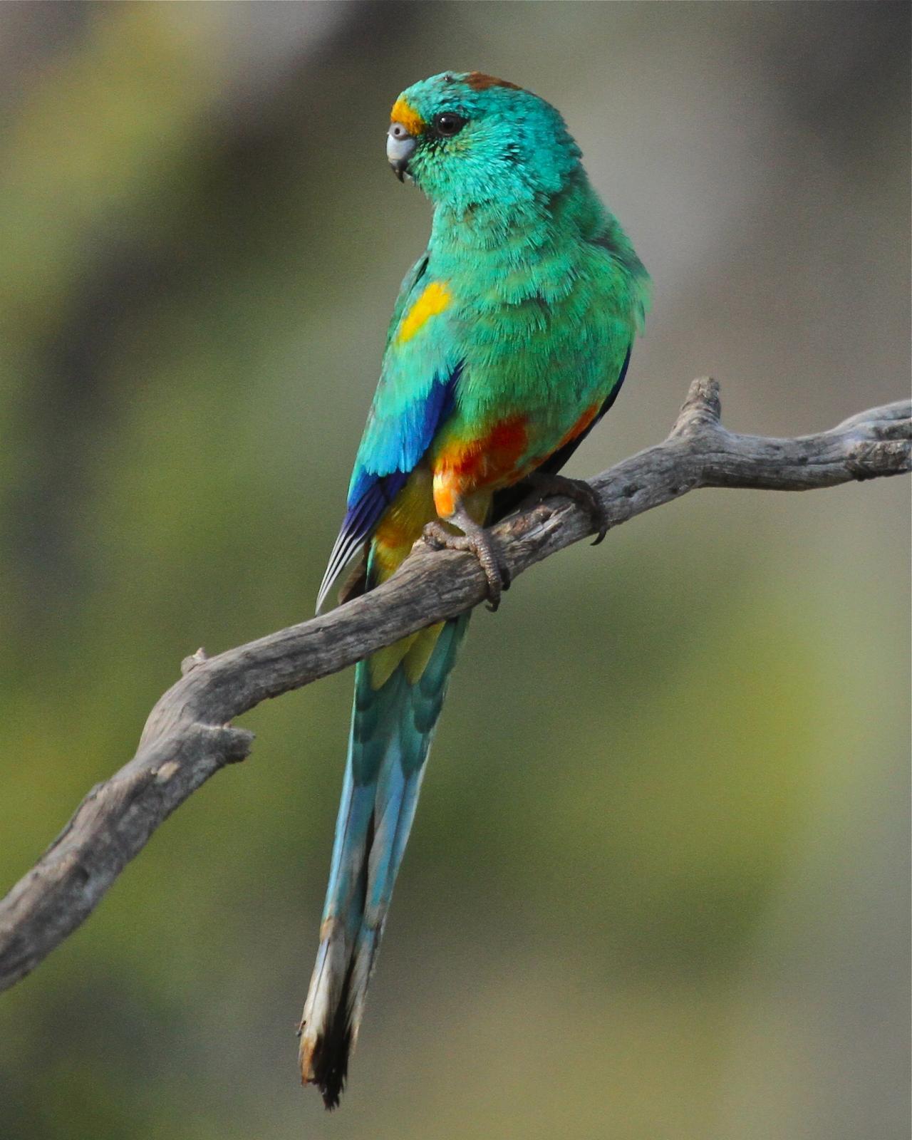 Mulga Parrot Photo by R. Bruce Richardson