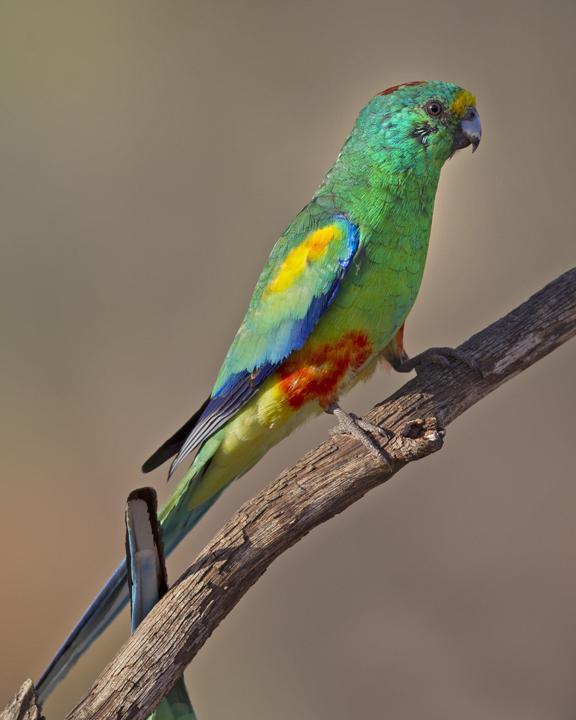 Mulga Parrot Photo by Mat Gilfedder