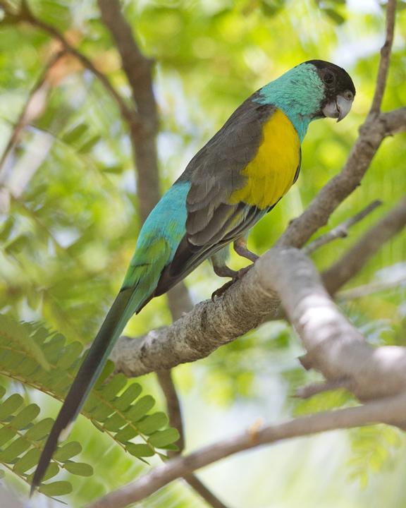 Hooded Parrot Photo by Mat Gilfedder