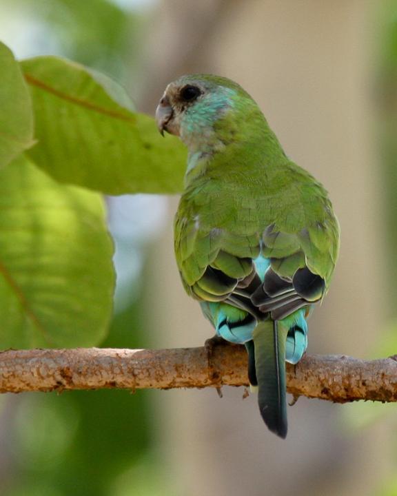 Hooded Parrot Photo by Robert Lewis