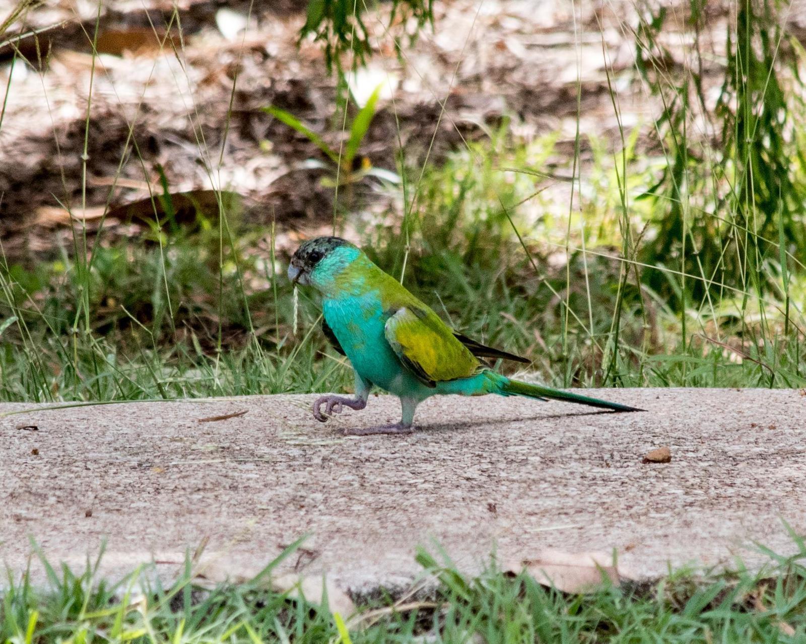 Hooded Parrot Photo by Mark Baldwin