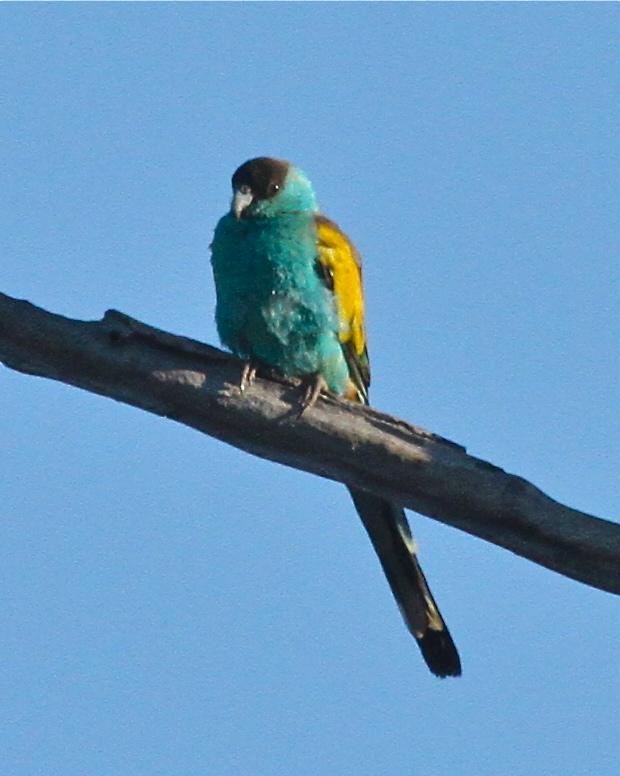 Hooded Parrot Photo by R. Bruce Richardson
