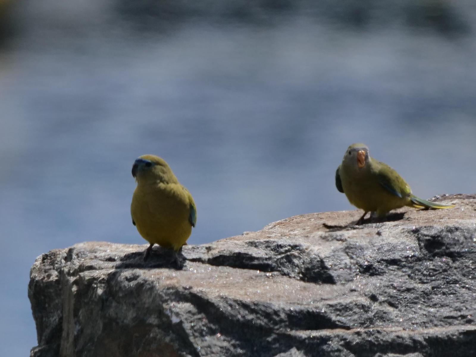 Rock Parrot Photo by Peter Lowe