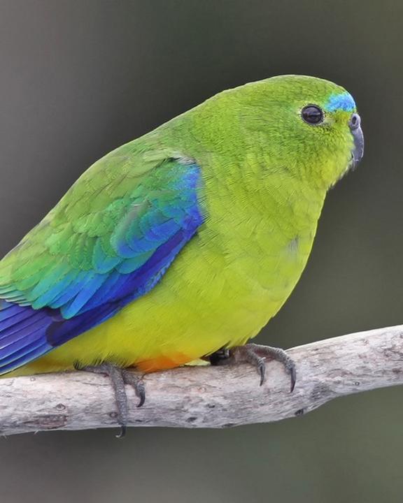 Orange-bellied Parrot Photo by Chris Wiley