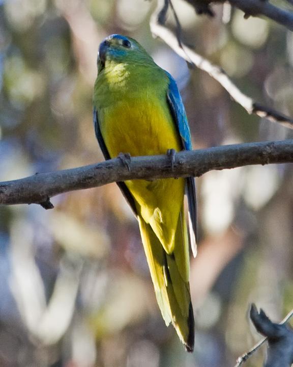 Turquoise Parrot Photo by Mat Gilfedder