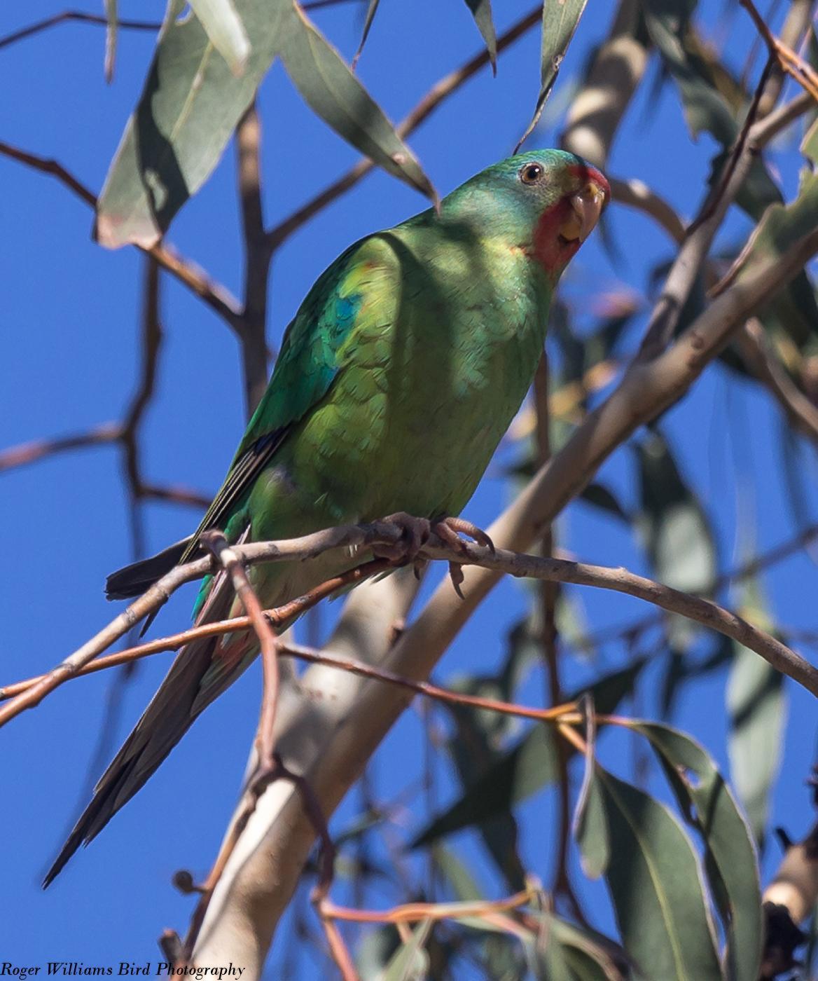 Swift Parrot Photo by Roger Williams