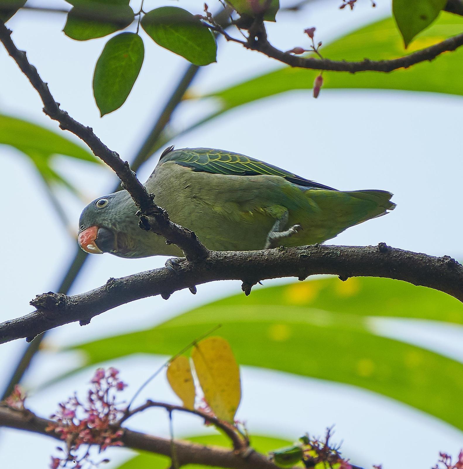 Blue-rumped Parrot Photo by Steven Cheong