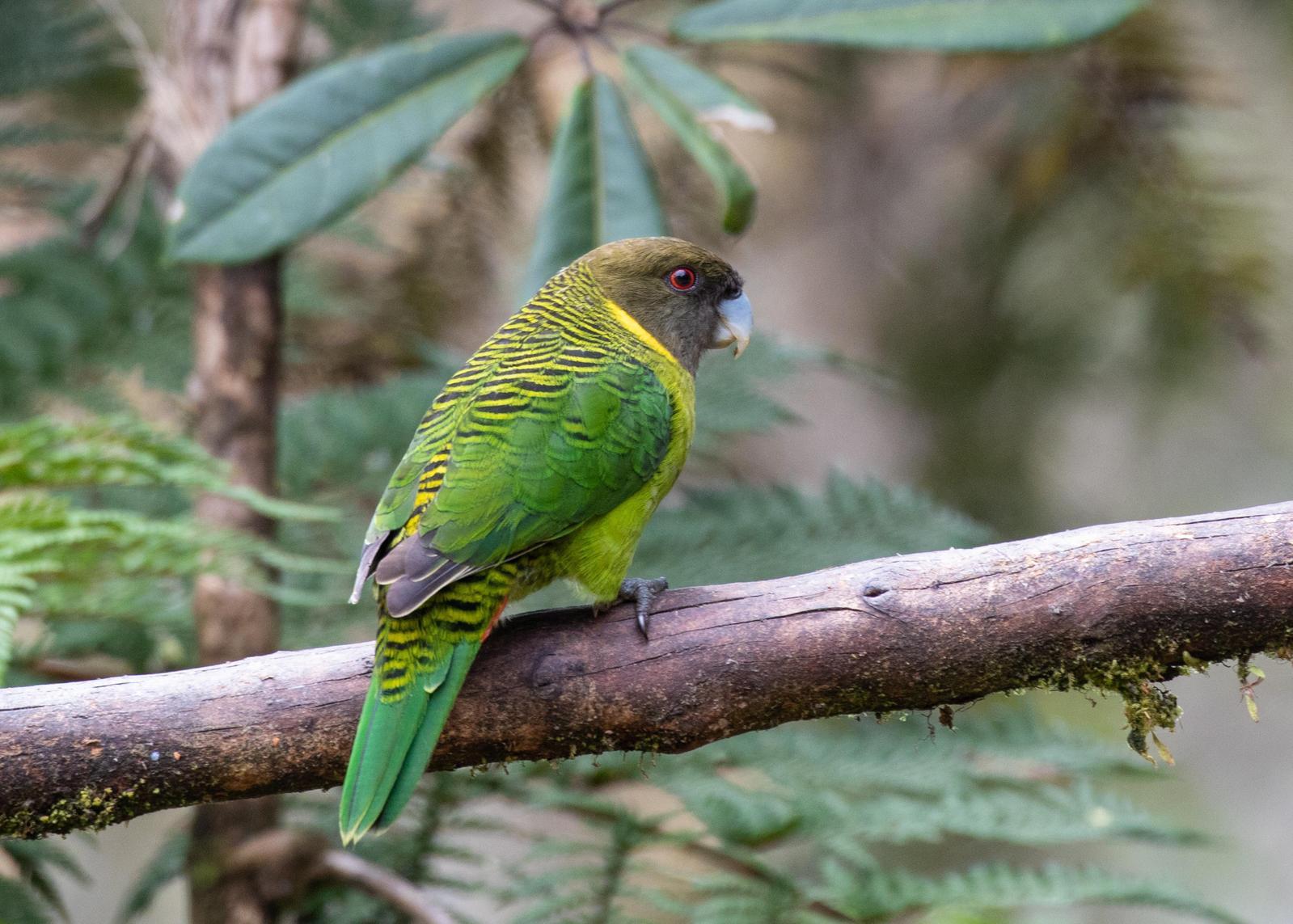 Brehm's Tiger-Parrot Photo by Robert Lewis