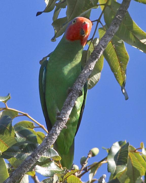 Red-cheeked Parrot Photo by Chris Wiley