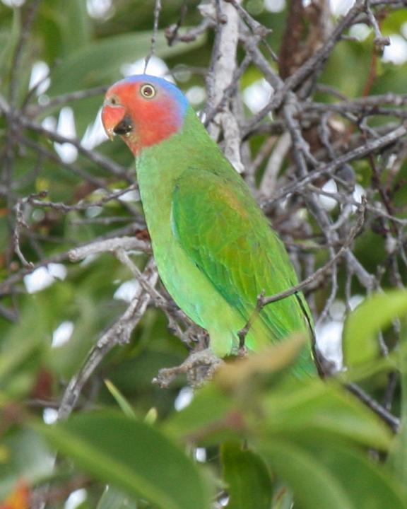 Red-cheeked Parrot Photo by Robert Lewis