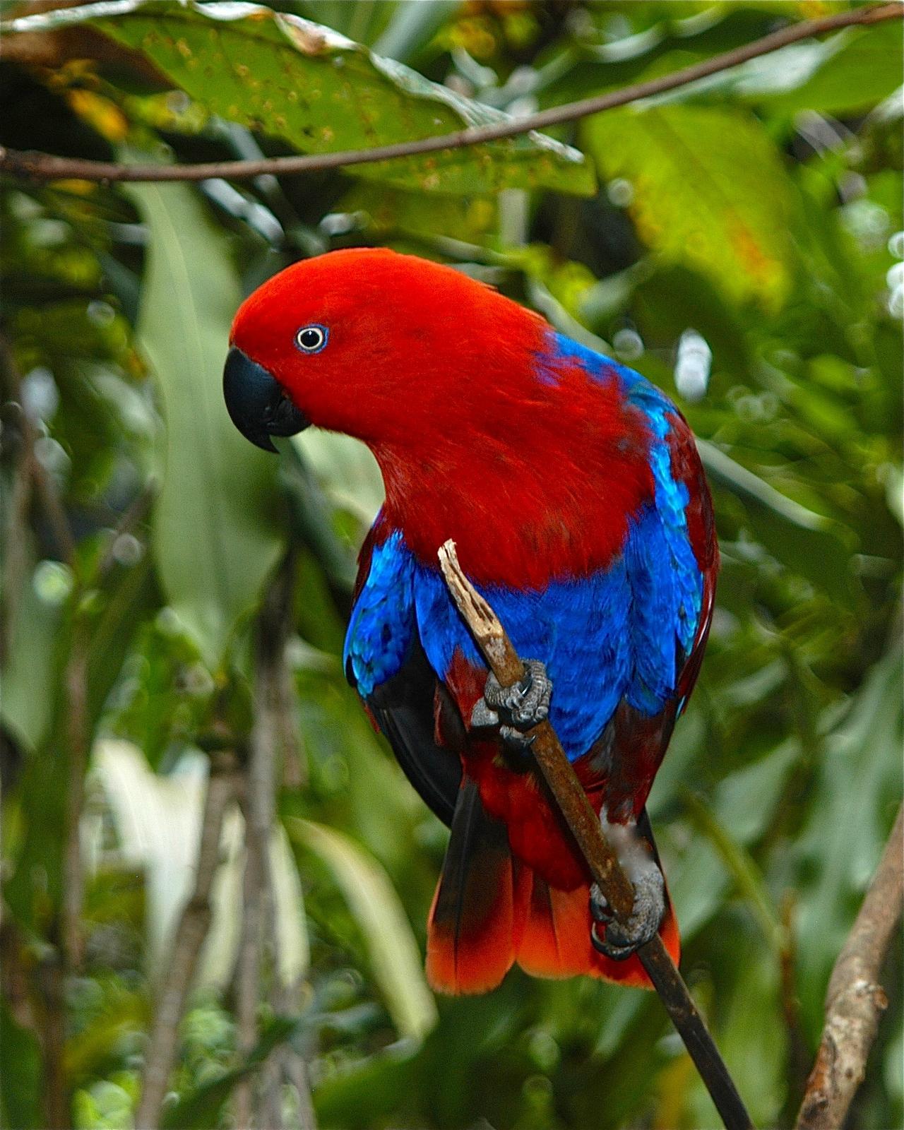 Eclectus Parrot Photo by Gerald Friesen