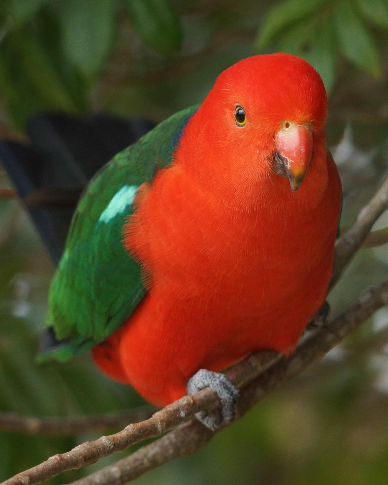 Australian King-Parrot Photo by Steve Percival