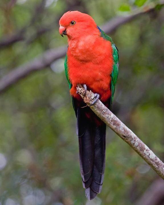 Australian King-Parrot Photo by Mat Gilfedder
