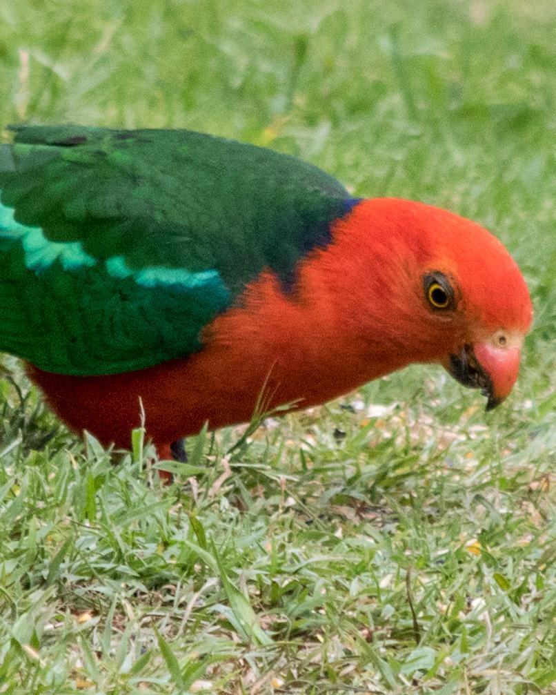 Australian King-Parrot Photo by Mark Baldwin