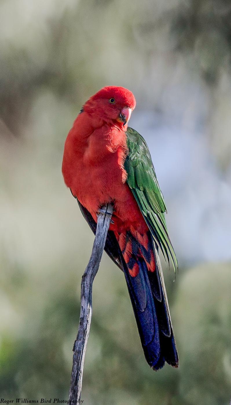 Australian King-Parrot Photo by Roger Williams