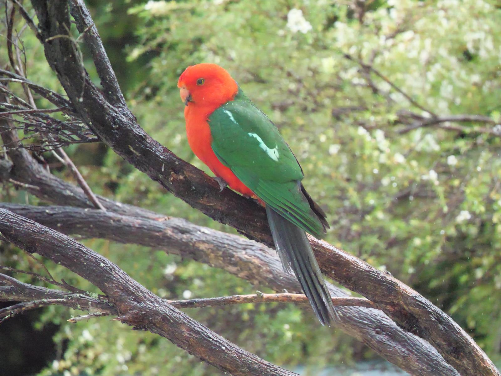 Australian King-Parrot Photo by Peter Lowe