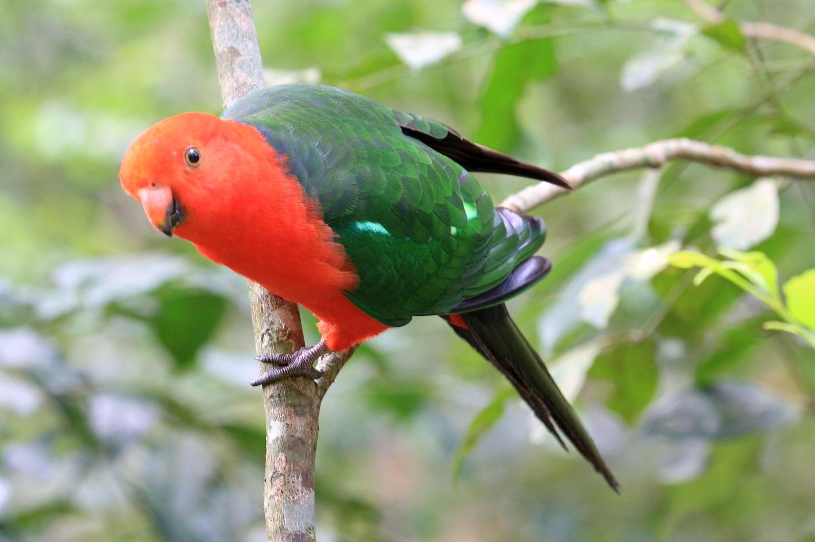 Australian King-Parrot Photo by Matthew McCluskey