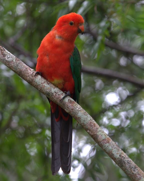 Australian King-Parrot Photo by Mat Gilfedder